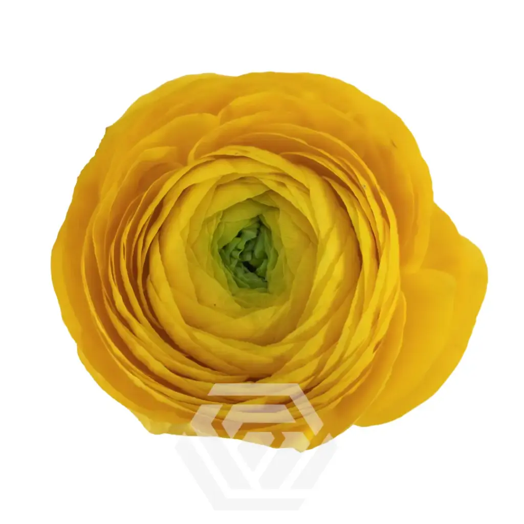 45cm Ranunculus Yellow Success Luce