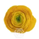 Ranunculus Yellow 