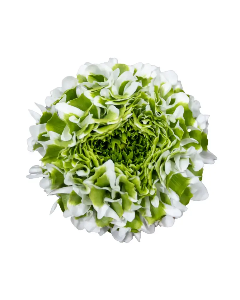 Ranunculus White Igloo