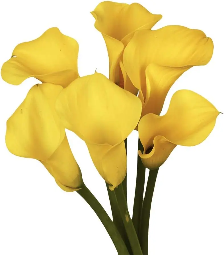 Mini Calla Lilies Bright Yellow