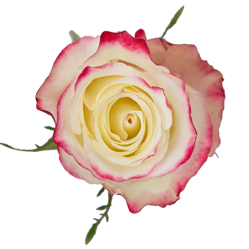 50cm Roses Bi-Color White/Pink Sweetness 