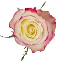 50cm Roses Bi-Color White/Pink Sweetness 
