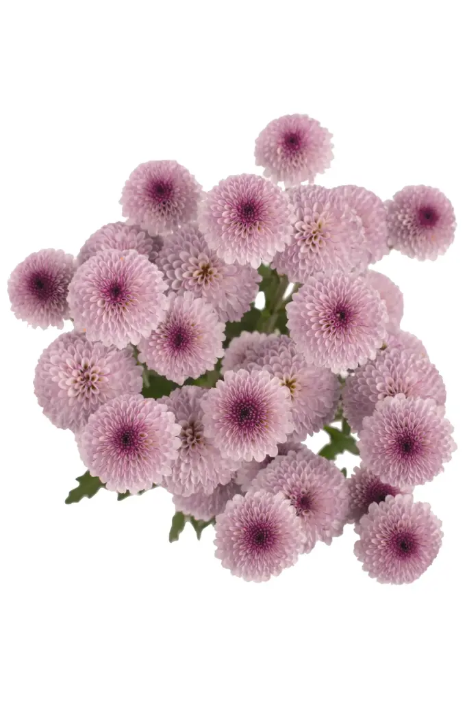 Iconfetti Lavender Dotty (10st)
