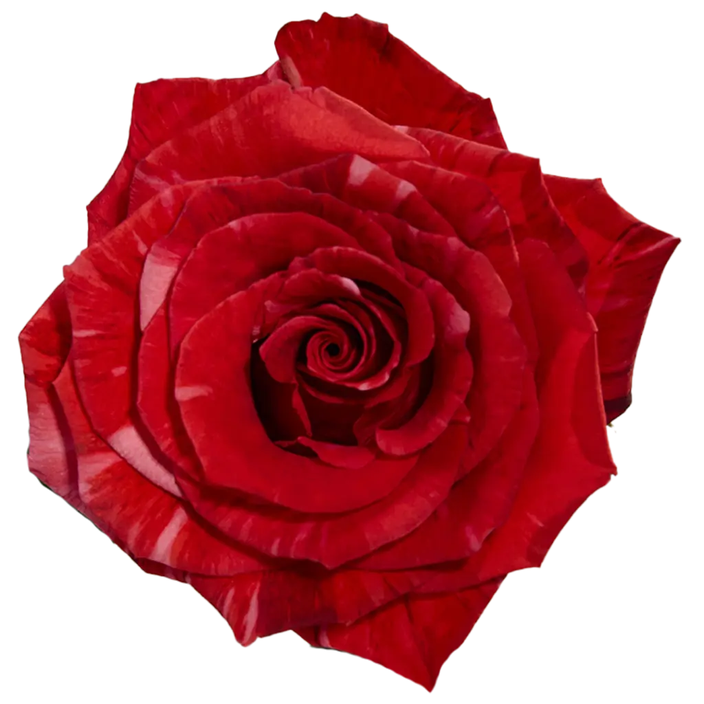 60cm Roses Variegated Red Wild Cat