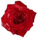 40cm Roses Variegated Red Wild Cat