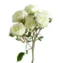 V26 60CM Spray Roses White Floreana