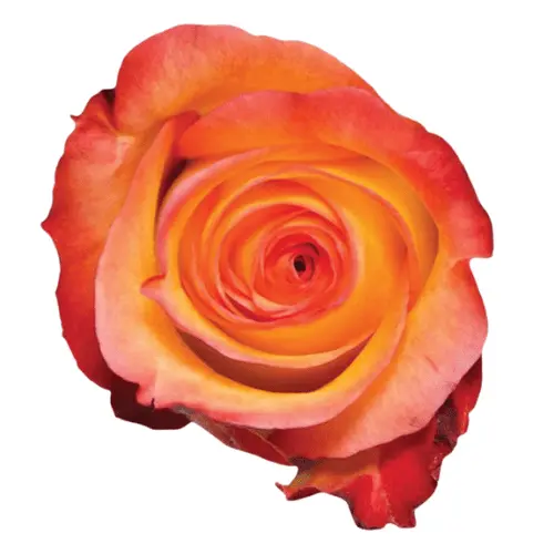 M26 40cm Roses Bi-Color Orange/Yellow Encanto