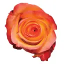 M26 40cm Roses Bi-Color Orange/Yellow Encanto