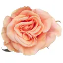  40cm Roses Light Peach Phoenix