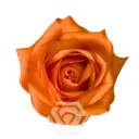 V26 50cm Roses Orange Joy
