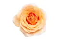 50cm Roses Peach Felicity 