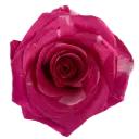 M26 40cm Roses Variegated Pink Pandora