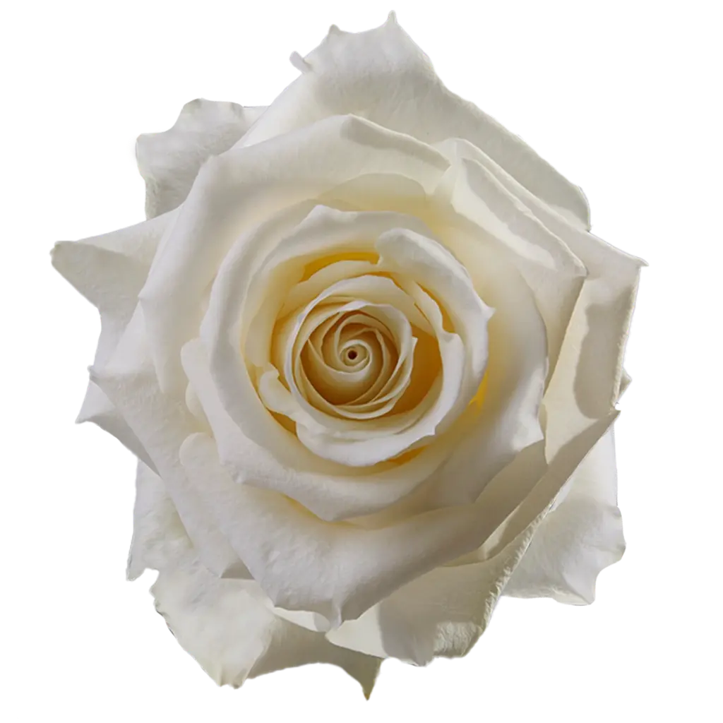50cm Roses White Snowbliss