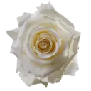 50cm Roses White Snowbliss