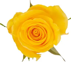 M26 40cm Roses Yellow Momentum