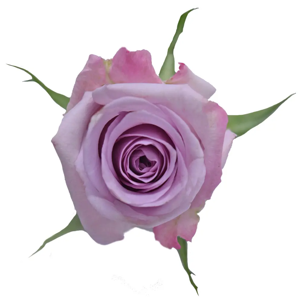 50cm Roses Lilac Ocean Song  