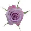 50cm Roses Lilac Ocean Song  