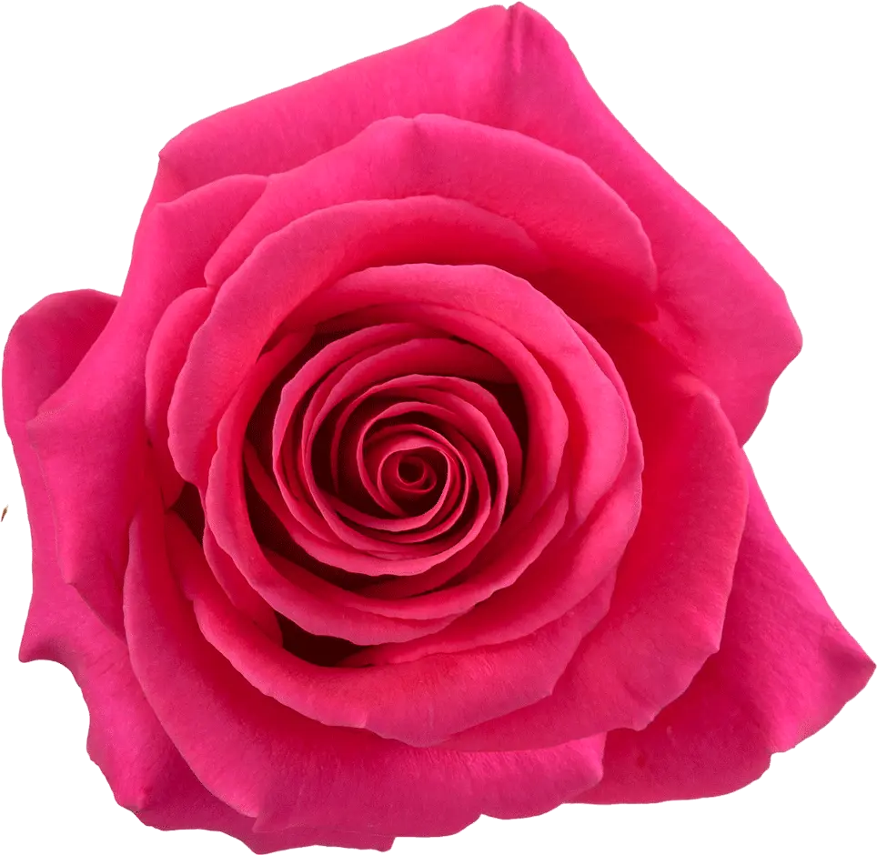 (C) V26 50cm Roses Hot Pink Floyd