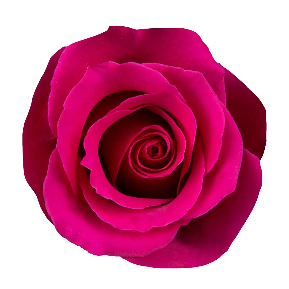 M26 50cm Roses Hot Pink Princess 