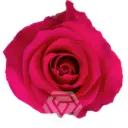 V26 50cm Roses Hot Pink Gotcha