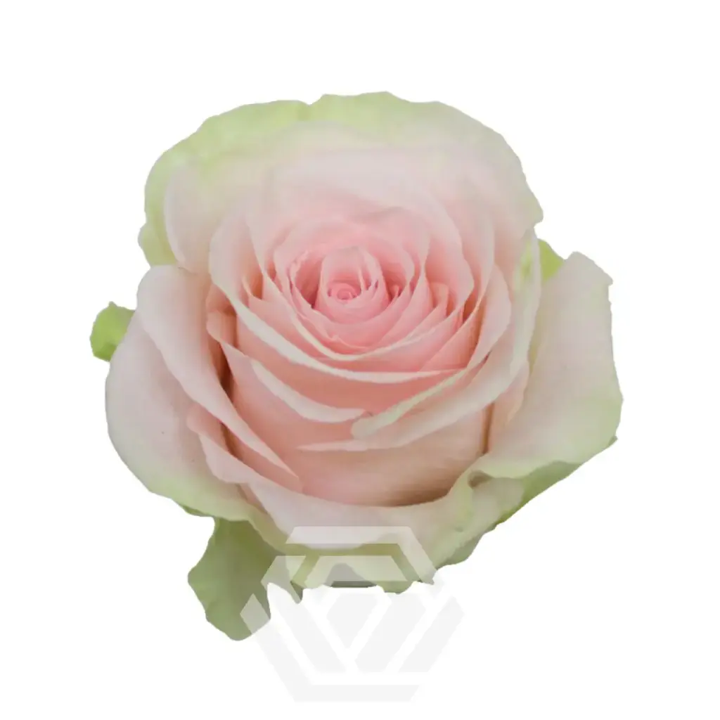 V26 50cm Roses Light Pink Blessing 