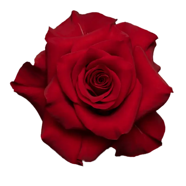 AL26 50cm Roses Red Mamma Mia