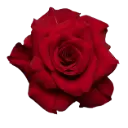 AL26 50cm Roses Red Mamma Mia