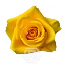 50cm Roses Yellow Bumble Bee 