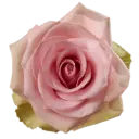 40cm Roses Light Pink Absolut 