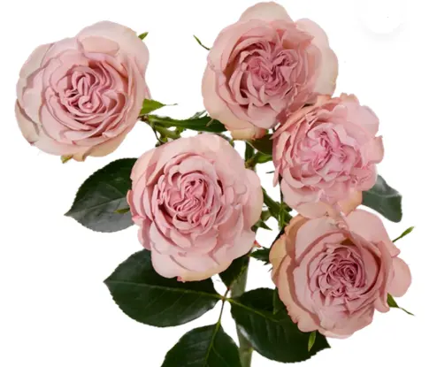 M26 50cm Spray Roses Medium Pink Flow