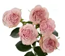 M26 50cm Spray Roses Medium Pink Flow