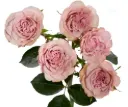M26 50cm Spray Roses Medium Pink Flow