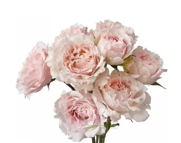 M26 50cm Spray Roses Blush Pink Wedding Rosever