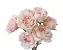 M26 50cm Spray Roses Blush Pink Wedding Rosever