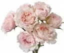 M26 50cm Spray Roses Blush Pink Wedding Rosever