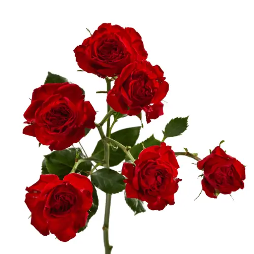 M26 50cm Spray Roses Bright Red Jewel