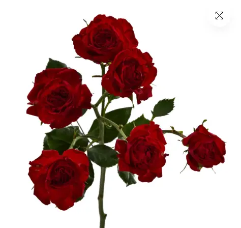 M26 50cm Spray Roses Bright Red Jewel