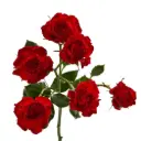 M26 50cm Spray Roses Bright Red Jewel