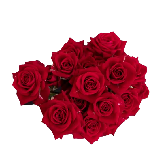 Spray Roses Brilliant Star Aries
