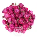 V26 60CM Spray Rose Hot Pink Trendsetter