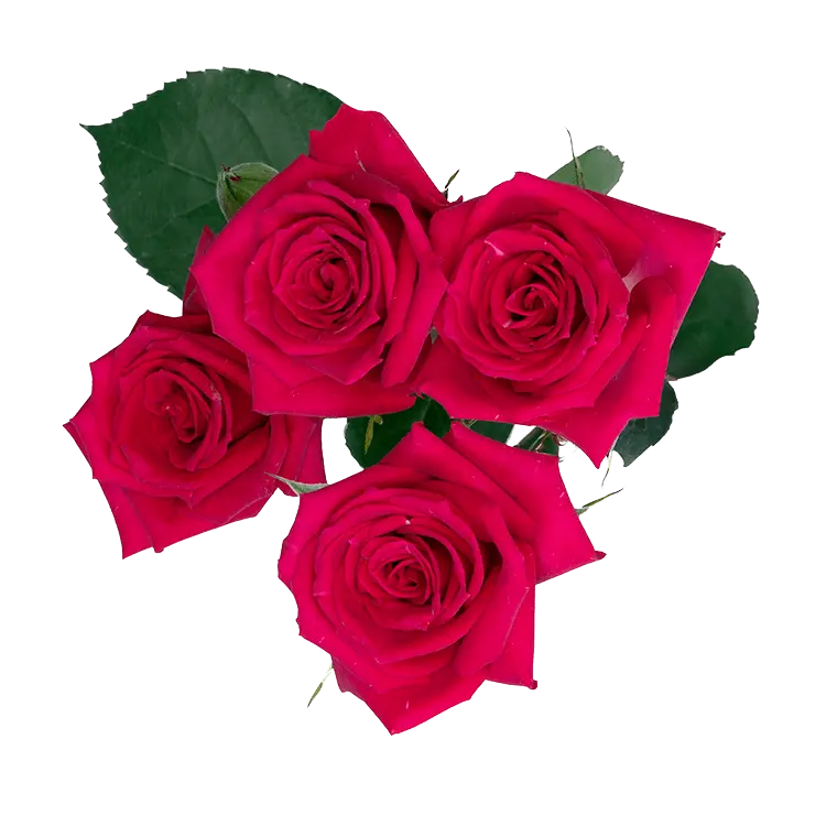 M26 50cm Spray Roses Hot Pink Fire Up 