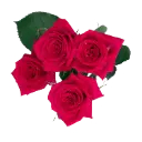 M26 50cm Spray Roses Hot Pink Fire Up 