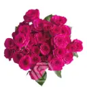V26 60CM Spray Roses Hot Pink Fire Up 