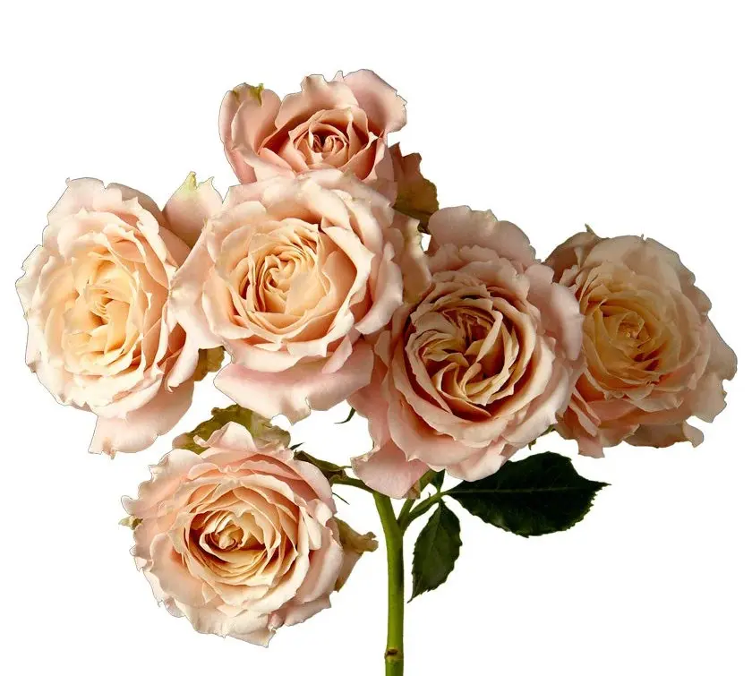 Spray Roses Light Peach Sahara Sensation 