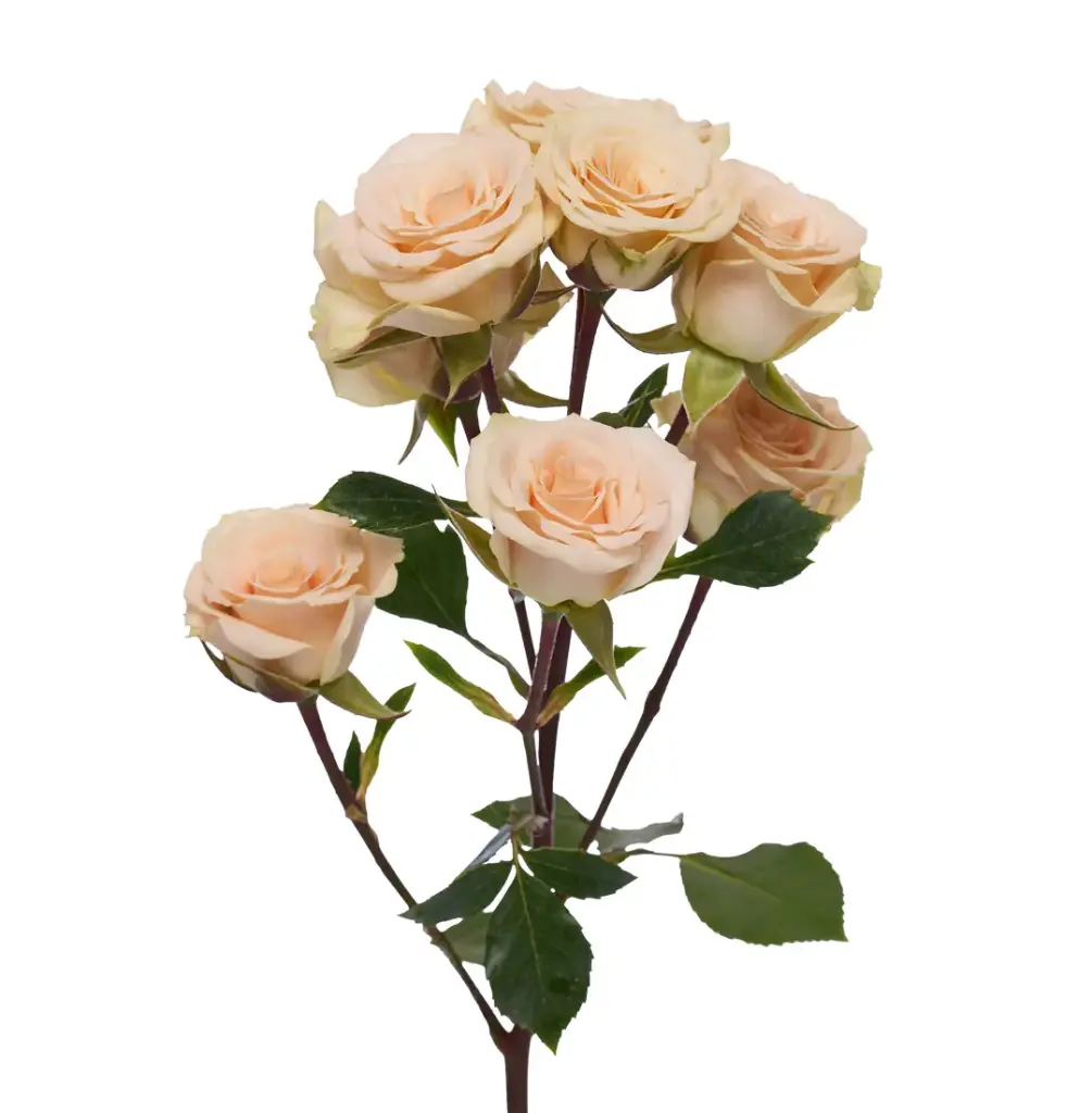 Spray Roses Peach Creta 