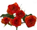 M26 50cm Spray Roses Orange Saona