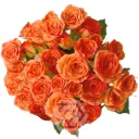 V26 50CM Spray Rose Orange Saona