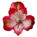 V26 70CM Alstromeria Bi Color Red Strawberry