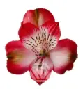 V26 70CM Alstromeria Red Galera/Strawberry