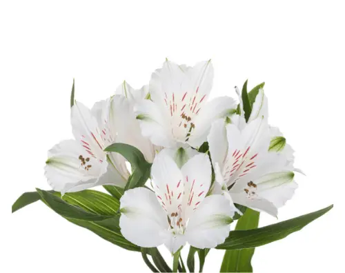 M26 70cm Alstroemerias White Winterfell 